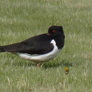 Oystercatcher