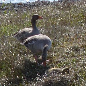 Greylag Geese