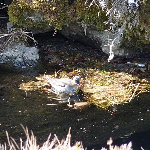 Red-necked Phalarope