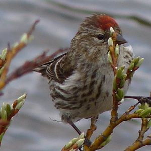 Redpoll
