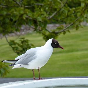 Black-headed Gull
