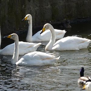 Whooper Swans, Eider and Mallard