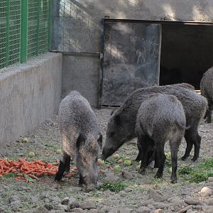 Wild boar(tehran zoo)