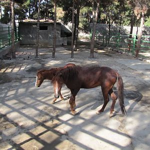 Caspian horse(tehran zoo)