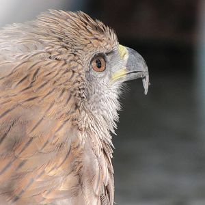 black kite(tehran zoo)