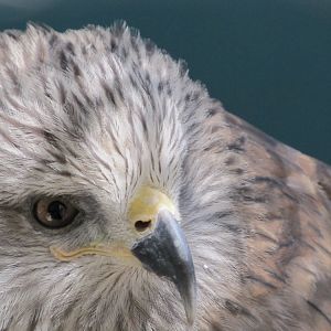 black kite(tehran zoo)