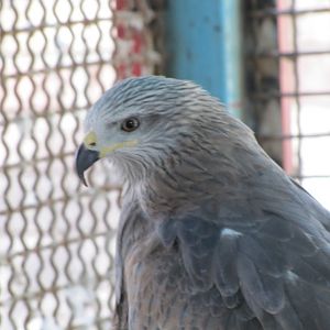 black kite(tehran zoo)