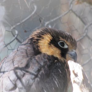 (barbary falcon) falco pelegrinoides(tehran zoo)