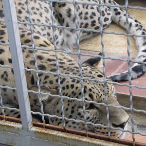 persian leopard(tehran zoo)
