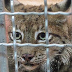 Eurasian Lynx(tehran zoo)