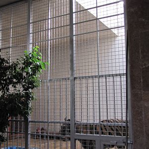 Bengal Tiger(tehran zoo)