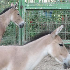 persian wild ass (tehran zoo)