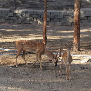 persian fallow deer(tehran zoo)