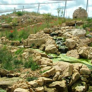 Snow Leopard Exhibit at Twycross, 18/06/11