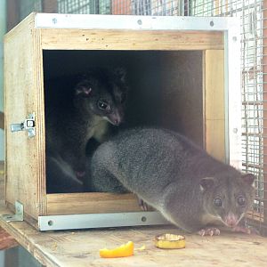 Mother and Young Cuscuses at Twycross, 18/06/11