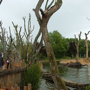 Elephant Viewing at Twycross, 18/06/11