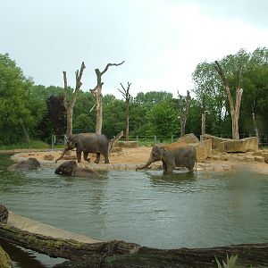 Elephant Exhibit at Twycross, 18/06/11