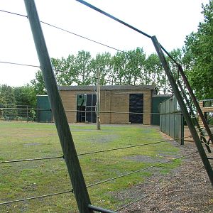 Giraffe Exhibit at Twycross, 18/06/11