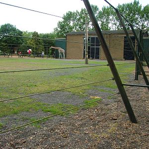Giraffe Exhibit at Twycross, 18/06/11