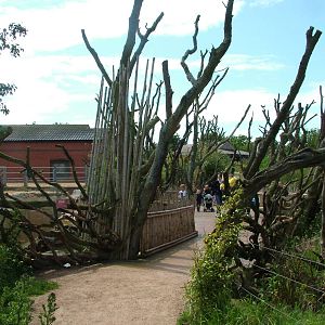 Uda Walawe at Twycross, 18/06/11