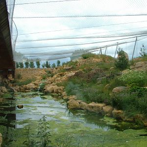 Snow Leopard Exhibit at Twycross, 18/06/11