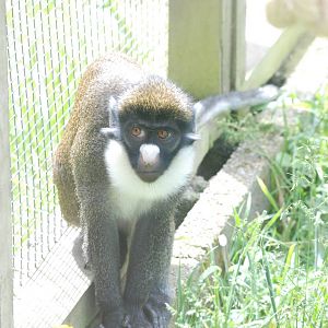 Lesser Spot-nosed Guenon at Twycross, 18/06/11