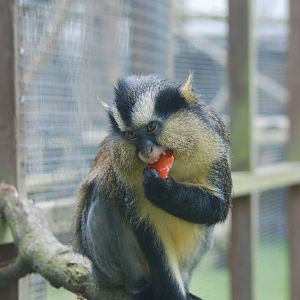 Crowned Guenon at Twycross, 18/06/11