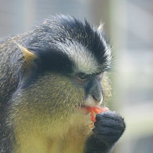 Crowned Guenon at Twycross, 18/06/11