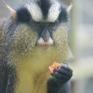 Crowned Guenon at Twycross, 18/06/11