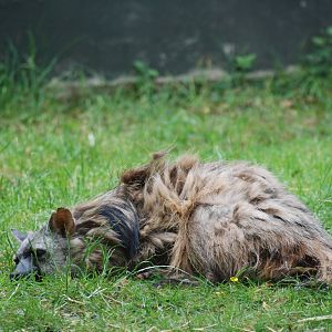 South African Aardwolf at Twycross, 18/06/11