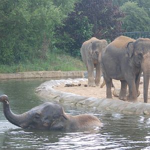 Water Gardening, Asian Elephant-Style at Twycross, 18/06/11