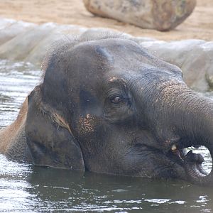 Water Gardening, Asian Elephant-Style at Twycross, 18/06/11