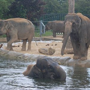 Water Gardening, Asian Elephant-Style at Twycross, 18/06/11