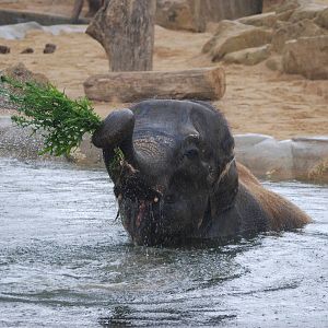 Water Gardening, Asian Elephant-Style at Twycross, 18/06/11