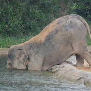 Disappearing Elephant at Twycross, 18/06/11