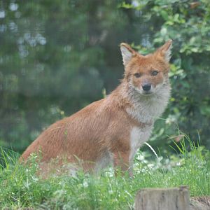 Dhole at Twycross, 18/06/11