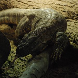 Black-throated Monitor at Twycross, 18/06/11
