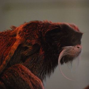 Emperor Tamarin with Young at Twycross, 18/06/11