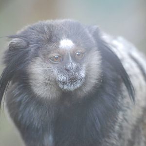Black-eared Marmoset at Twycross, 18/06/11