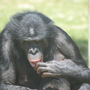 Bonobo at Twycross, 18/06/11
