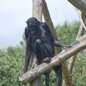 Bonobo at Twycross, 18/06/11