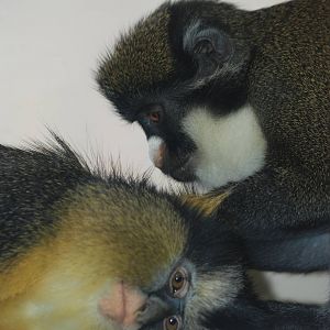 Cross-species Guenon Grooming at Twycross, 18/06/11