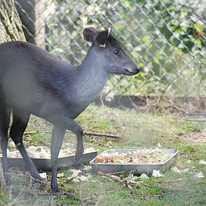 Michie's Tufted Deer at Twycross, 18/06/11