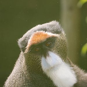 De Brazza's Guenon at Twycross, 18/06/11