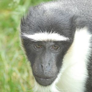 Roloway Guenon at Twycross, 18/06/11