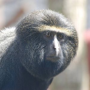 Hamlyn's (Owl-faced) Guenon at Twycross, 18/06/11