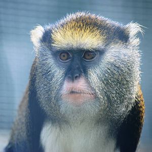 Lowe's Guenon at Twycross, 18/06/11