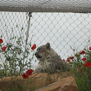 Snow Leopard at Twycross, 18/06/11