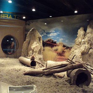 Maritime Aquarium- Meerkat Exhibit View 1