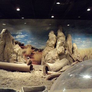 Maritime Aquarium- Meerkat Exhibit View 2